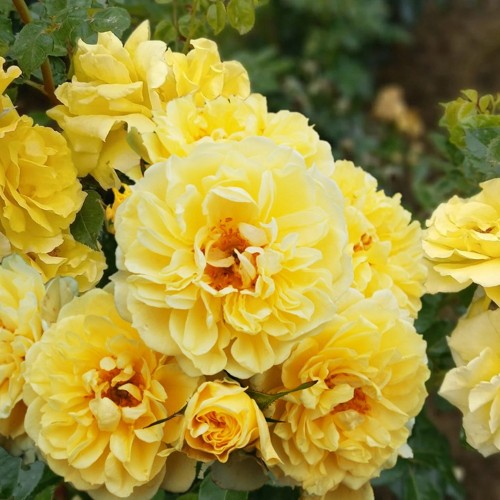 Rosa 'Apollo' - Roos 'Apollo' 